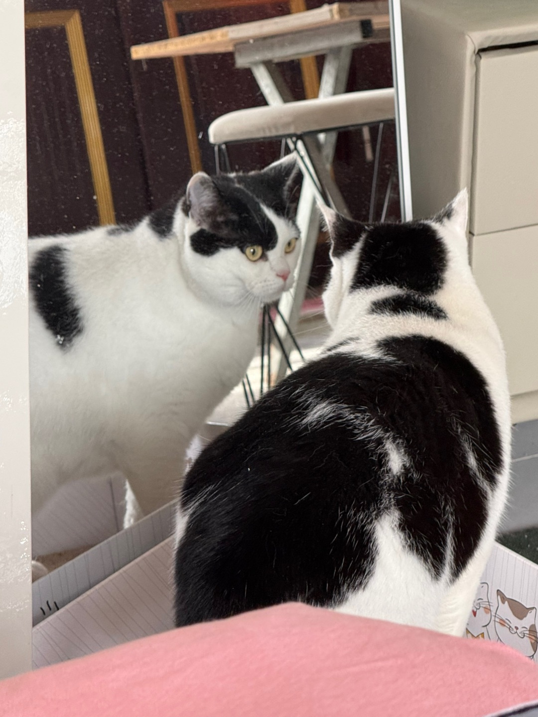 不是 每个小猫都喜欢照镜子吗