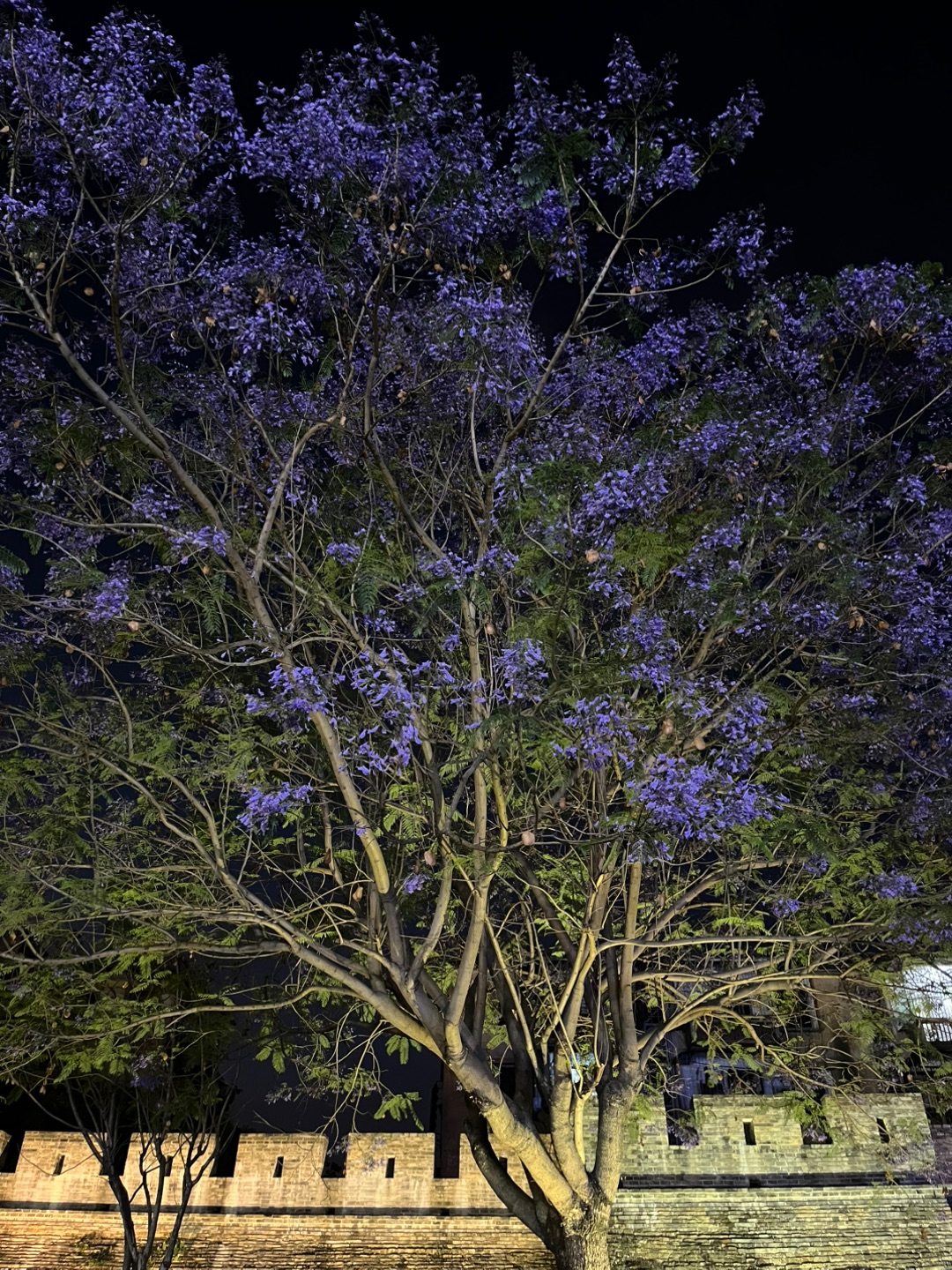 夜晚的蓝花