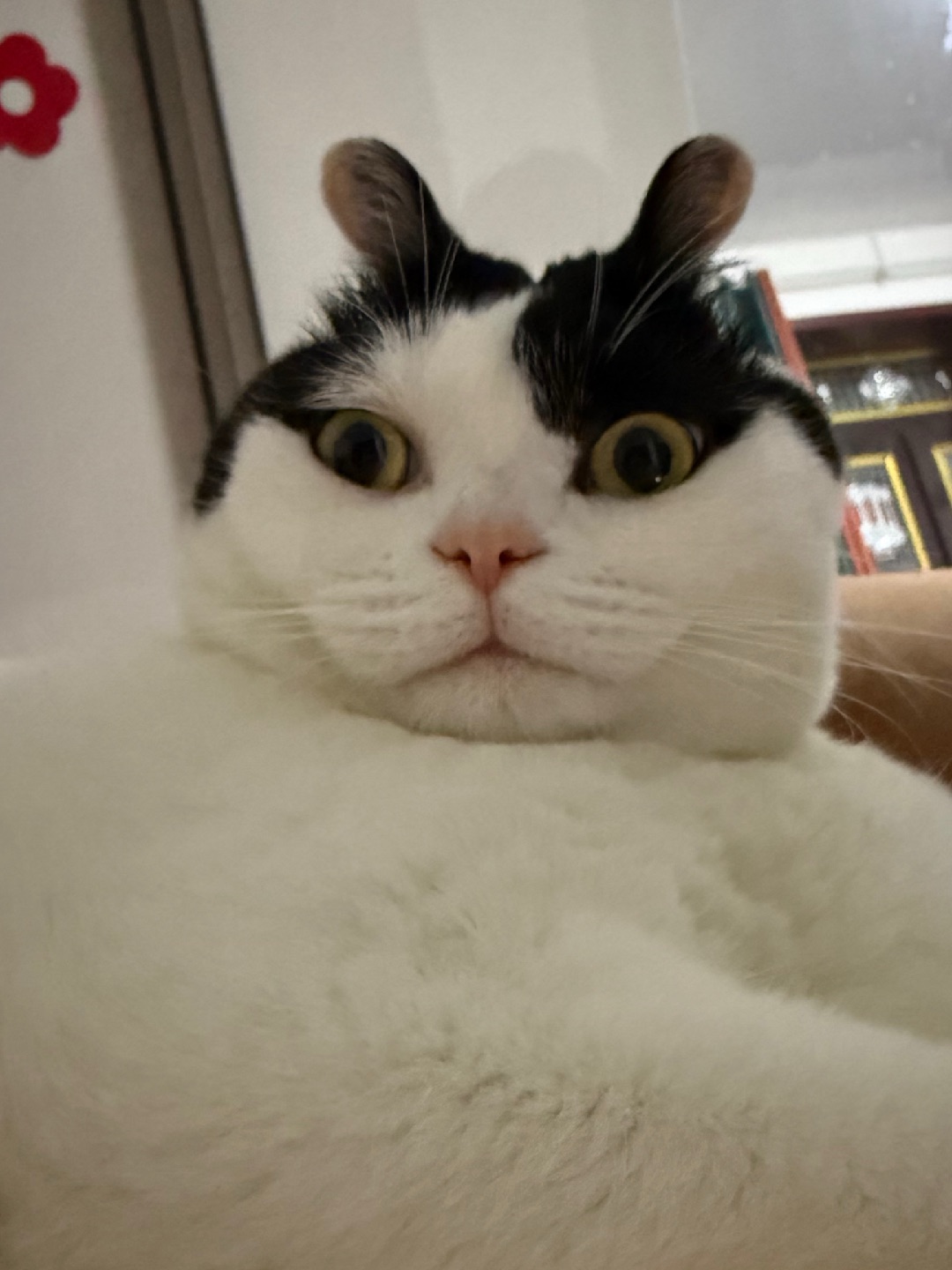 今天是兔子咪