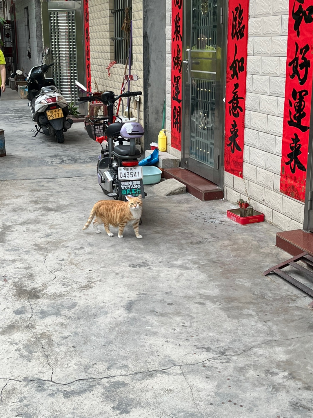 大橘
