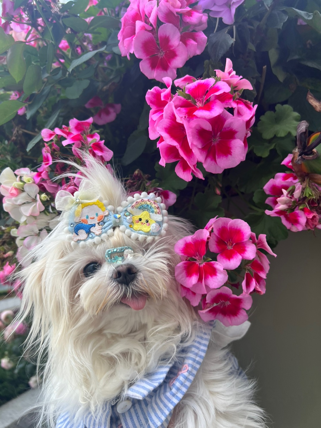 花花的修🐶