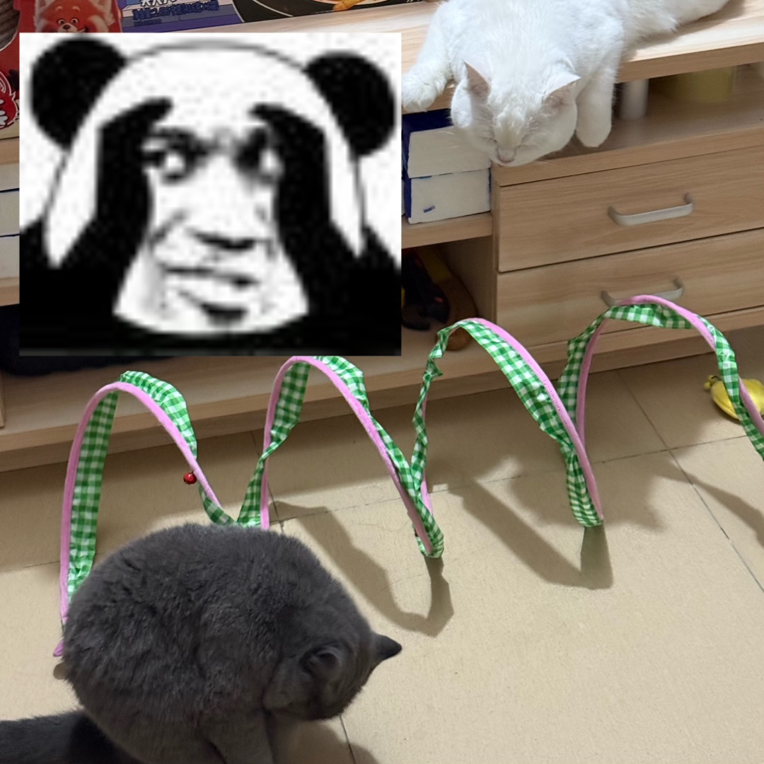 这猫有点小懒惰🦥