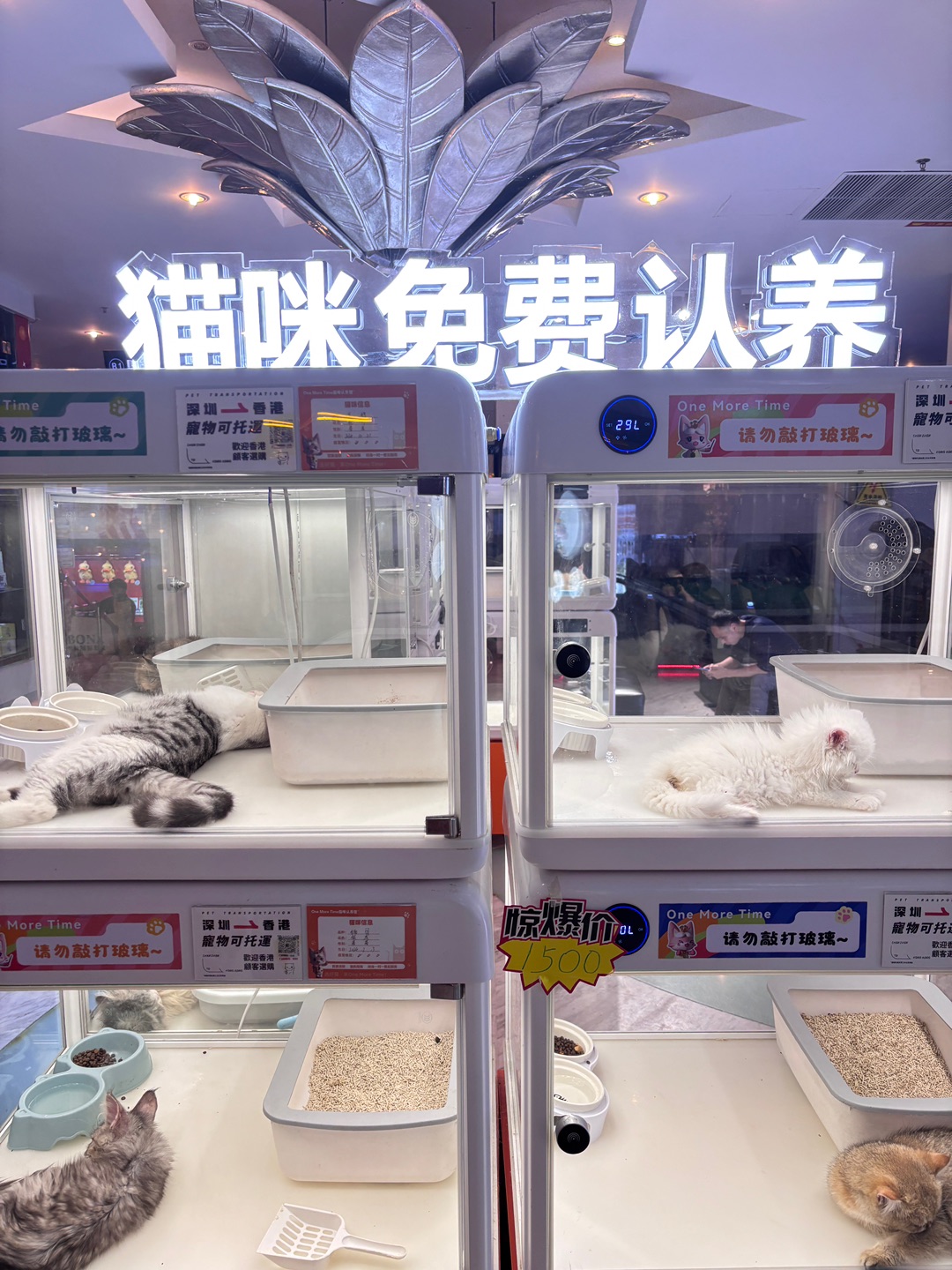 5.3偶遇小猫咪