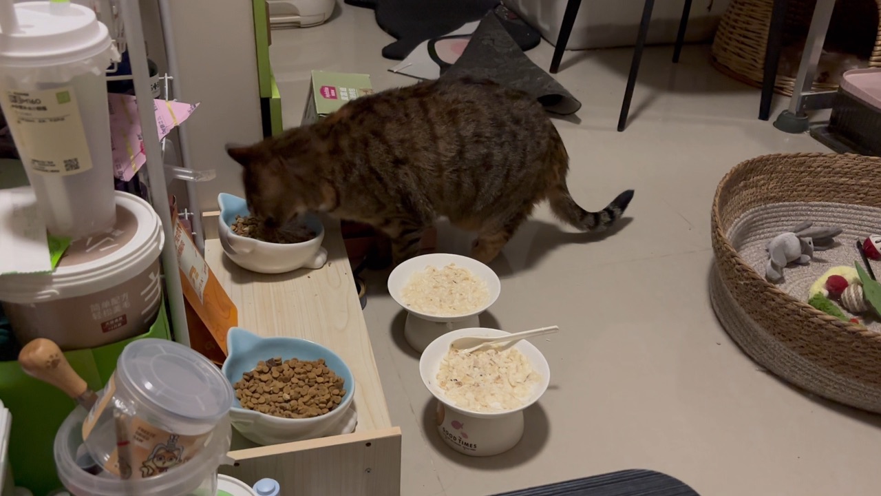 0503坏猫挑食