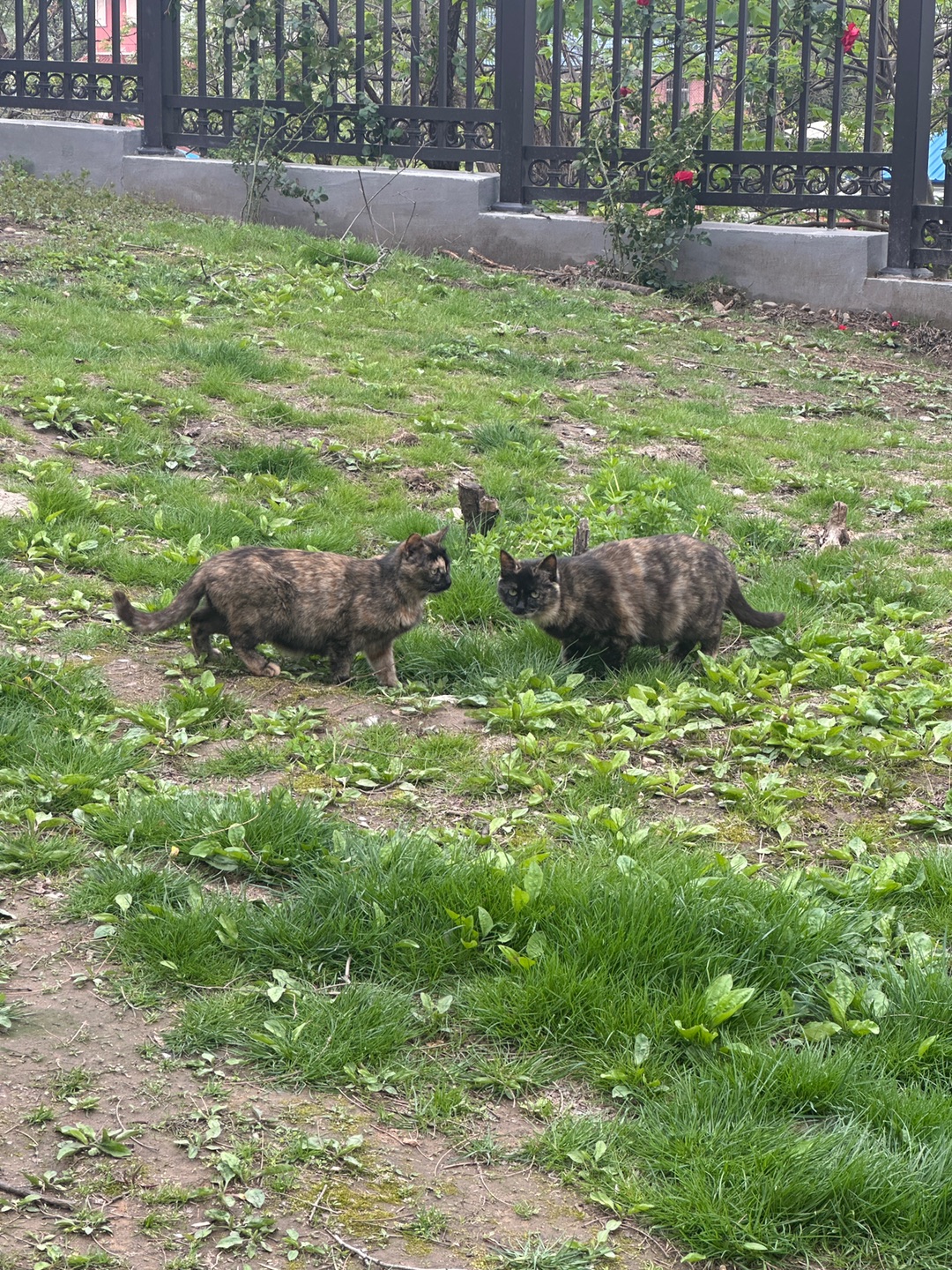 Hi! I’m working toward my dream of building affordable literacy programs for children in China who may not have access to international education. Growing my followers is an important step to help me ...
