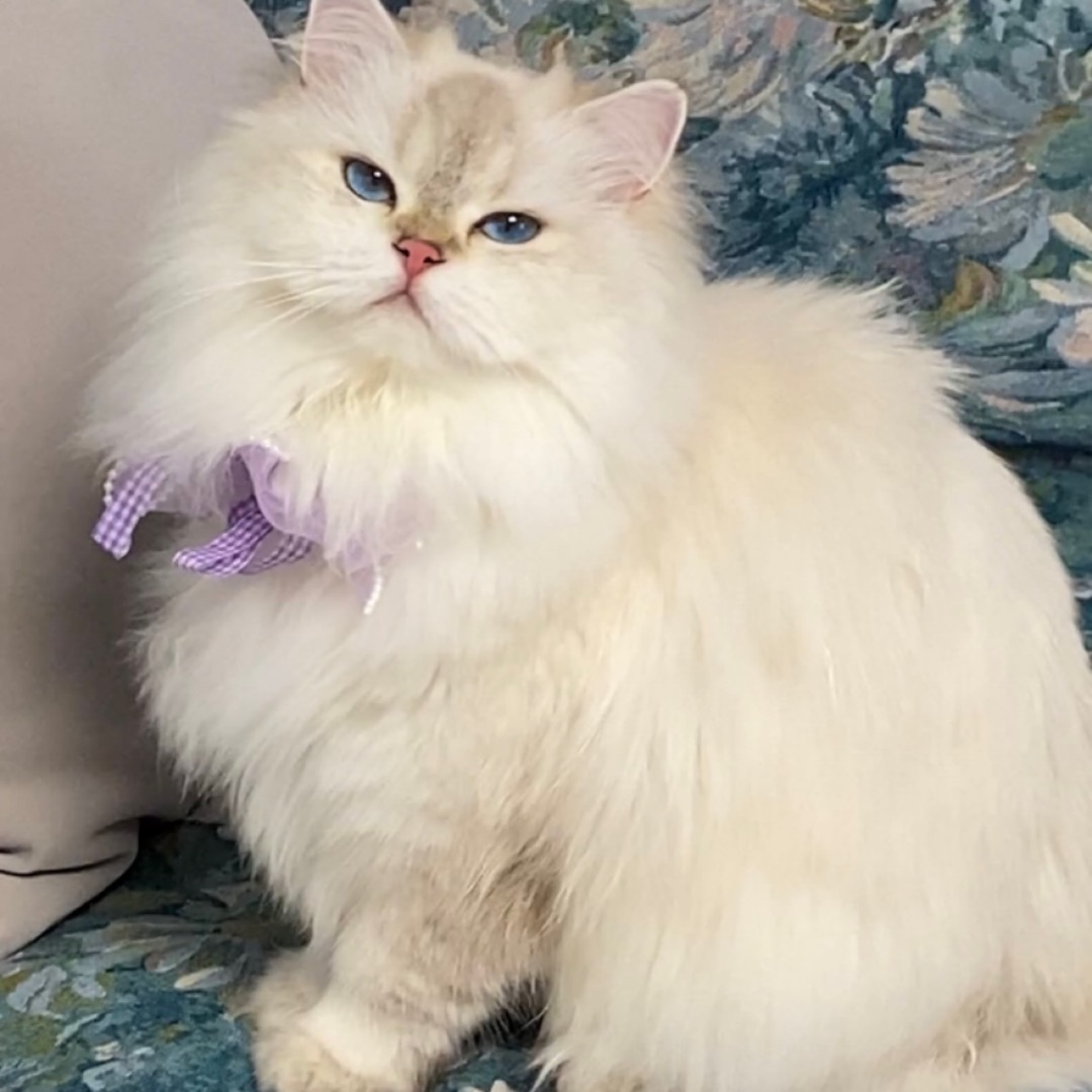 这小猫怎么还看不起人呢？