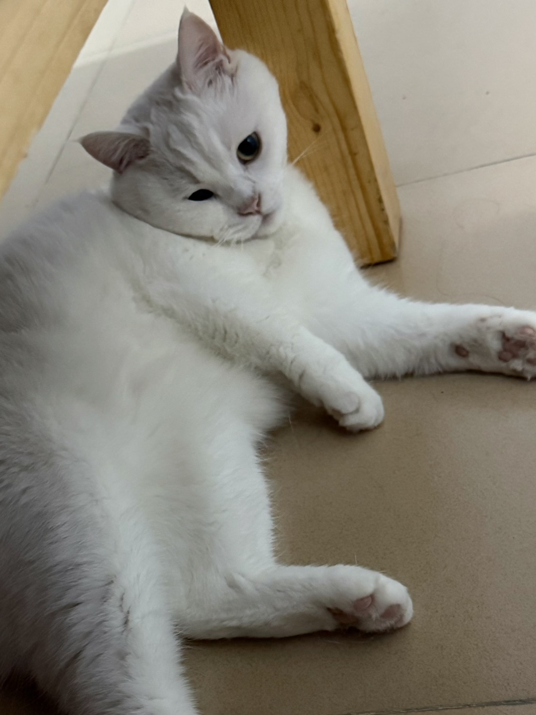怎么会有那么懒的猫