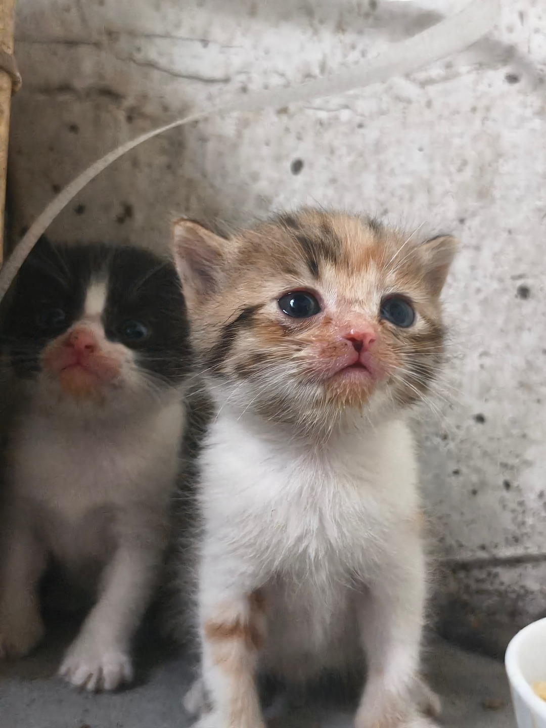 小奶猫们