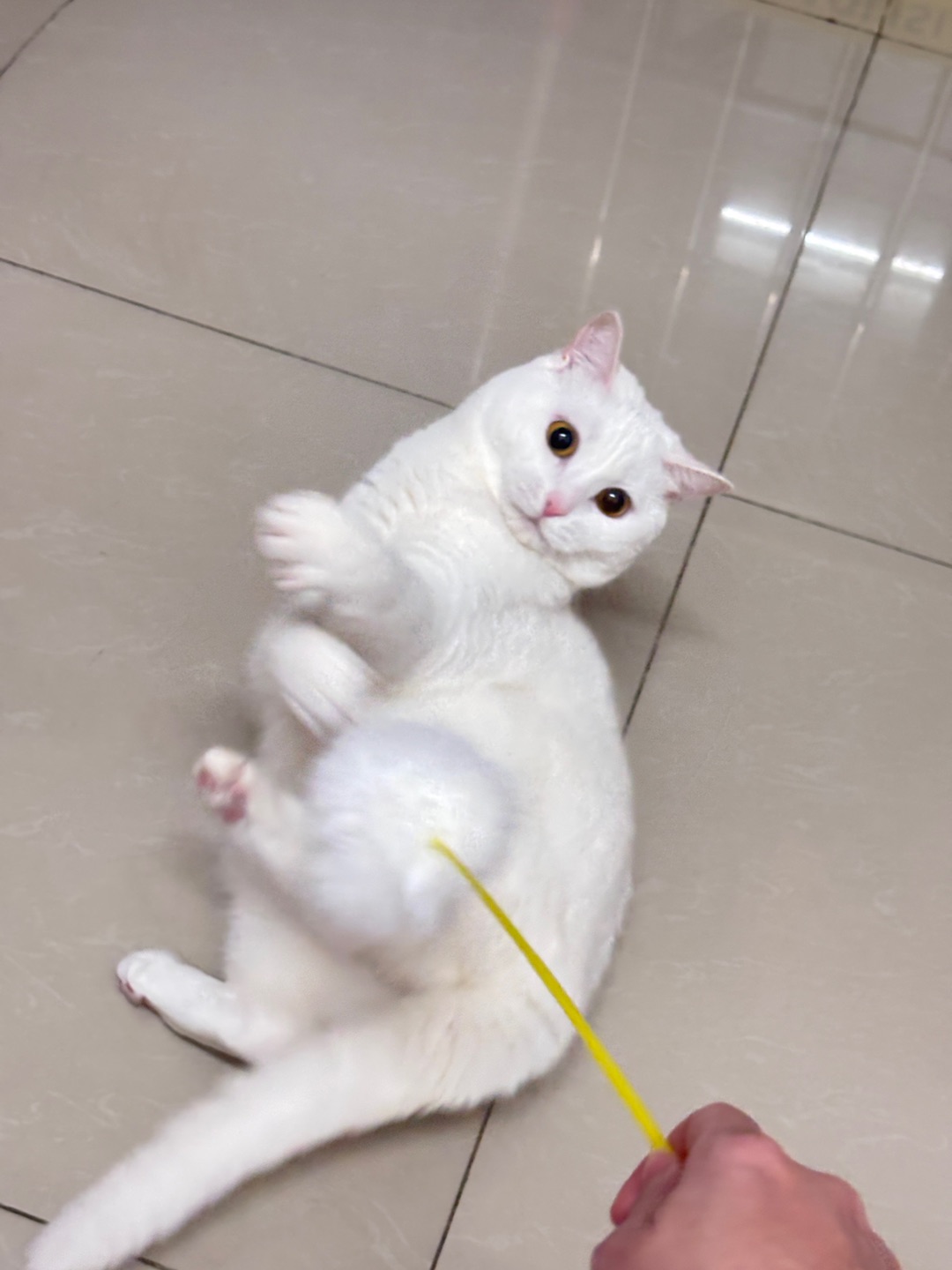陪猫咪玩耍