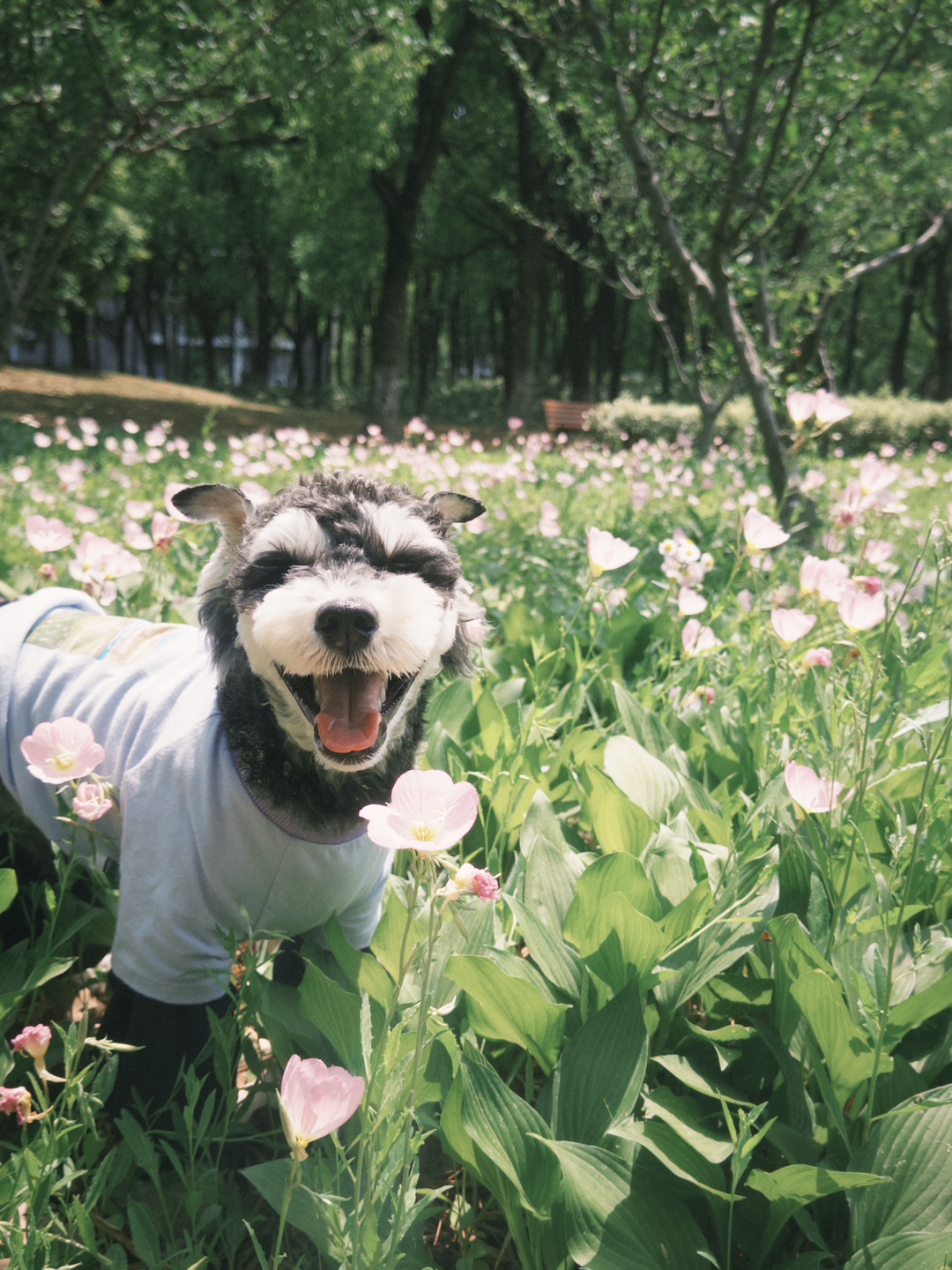 他不只是小狗他是我的天使
