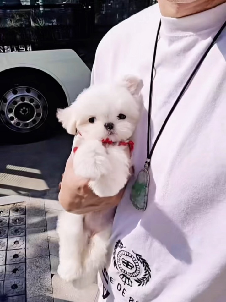 被小狗狠狠拿捏了！