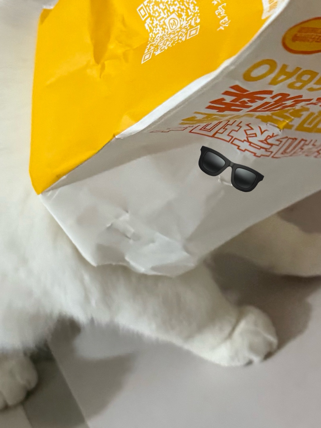 🐱元宝这小可爱也太逗了吧