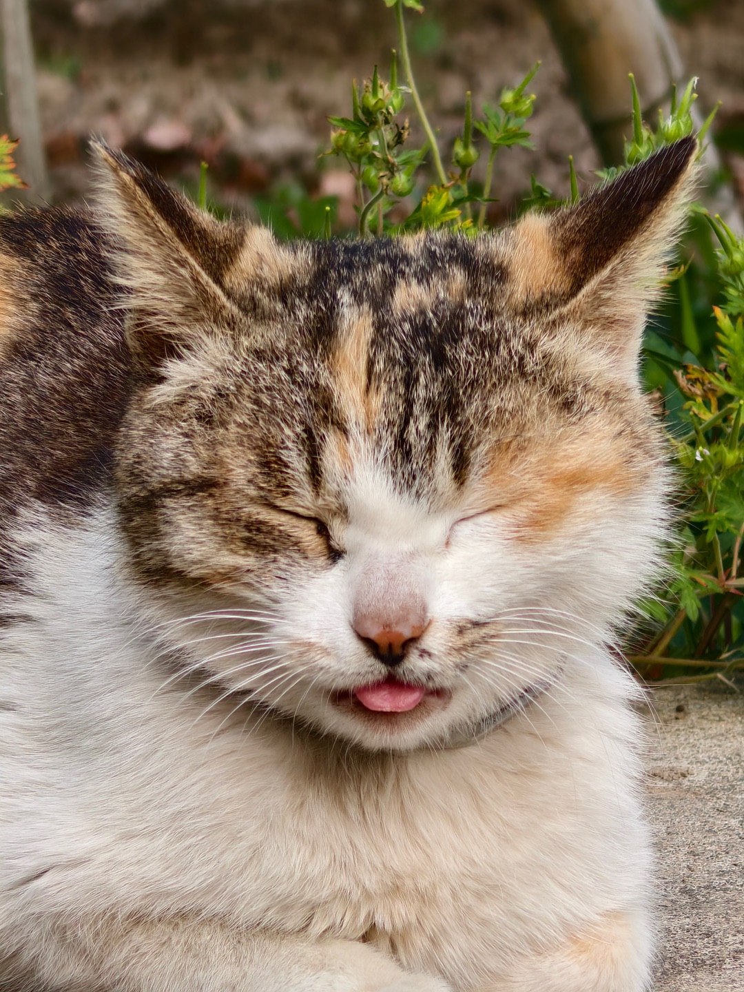 又一猫