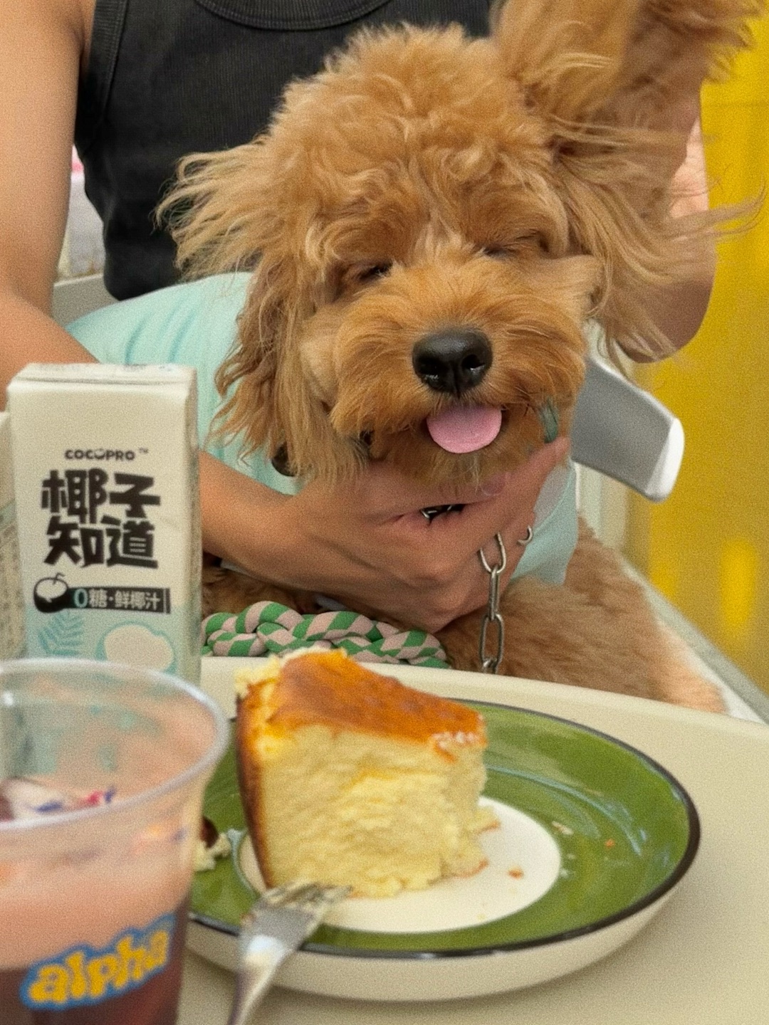 Cuca's Eats 瓦达西狗狗也想吃下午茶