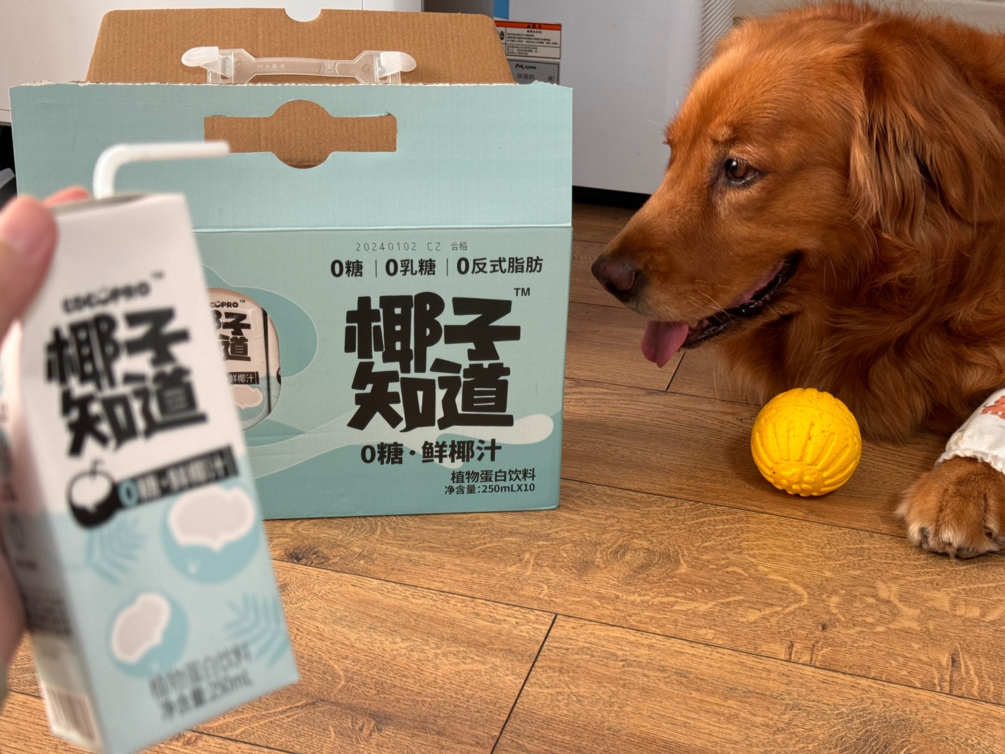 晒“狗”椰🥥 椰子爱好者必冲款