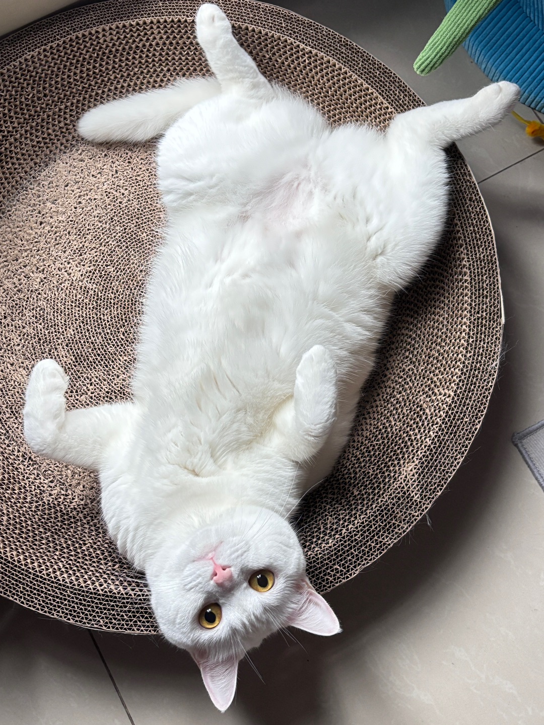 新猫