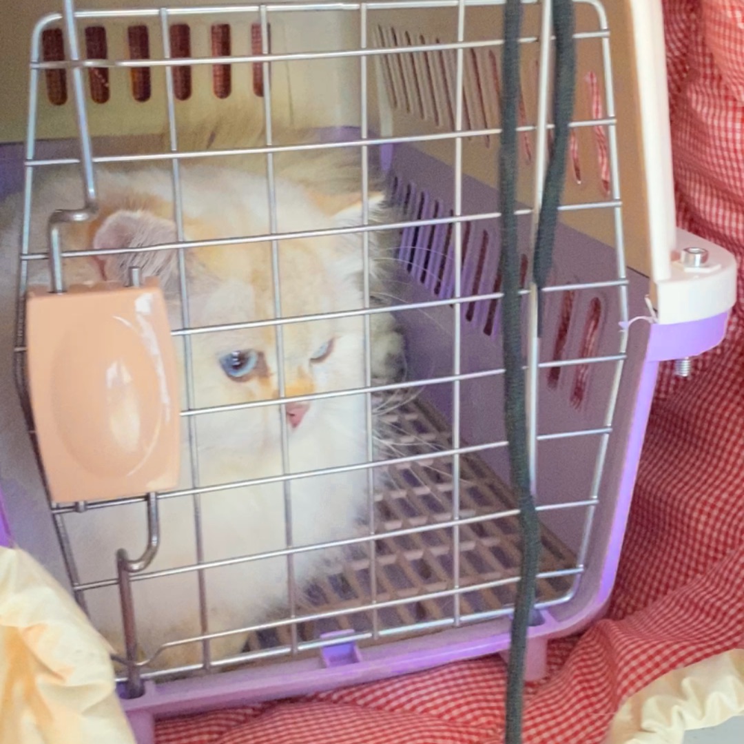 新买的小猫咪，好看嘛？