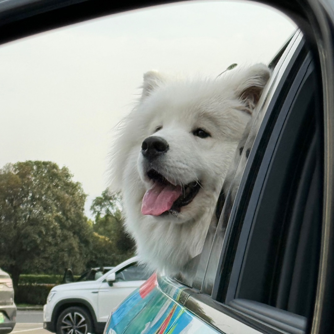 🐕🦺和小狗的一百次旅行 | 桐庐（2/100）