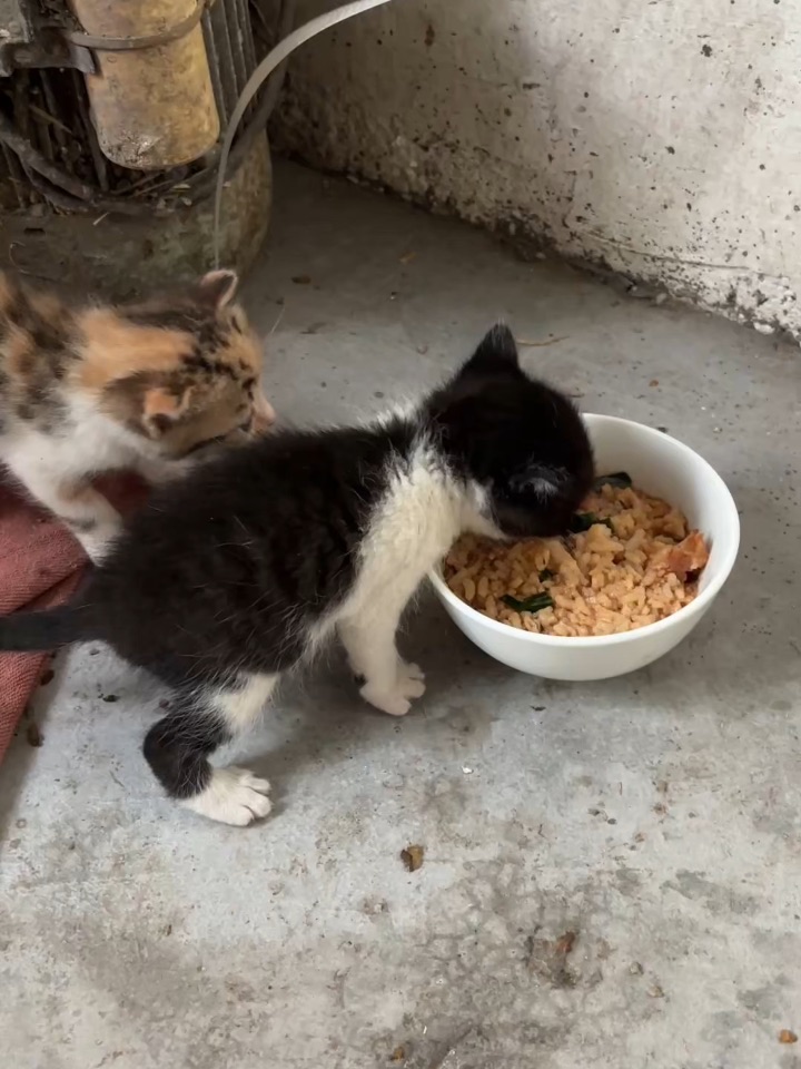 小奶猫吃播
