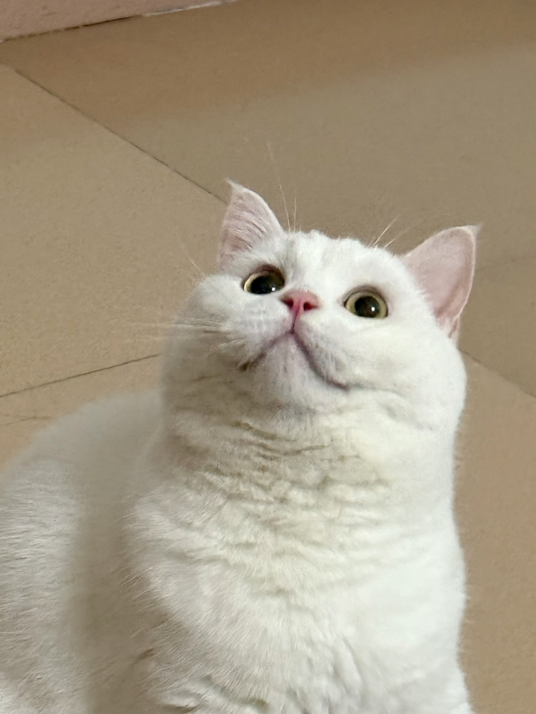 ‧⸝⸝⸝•༝•⸝⸝⸝‧哈基米