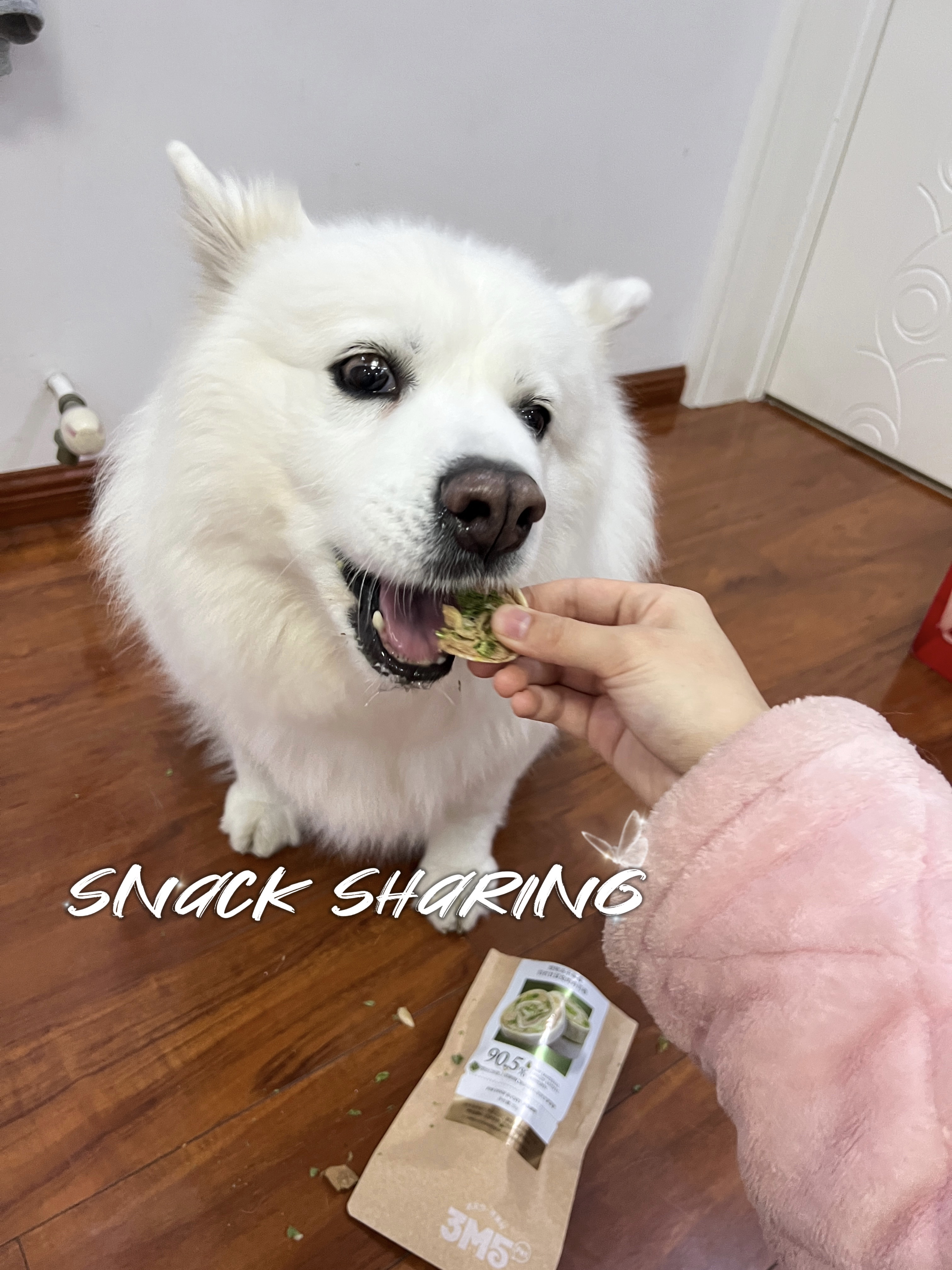 捕捉一只贪吃狗