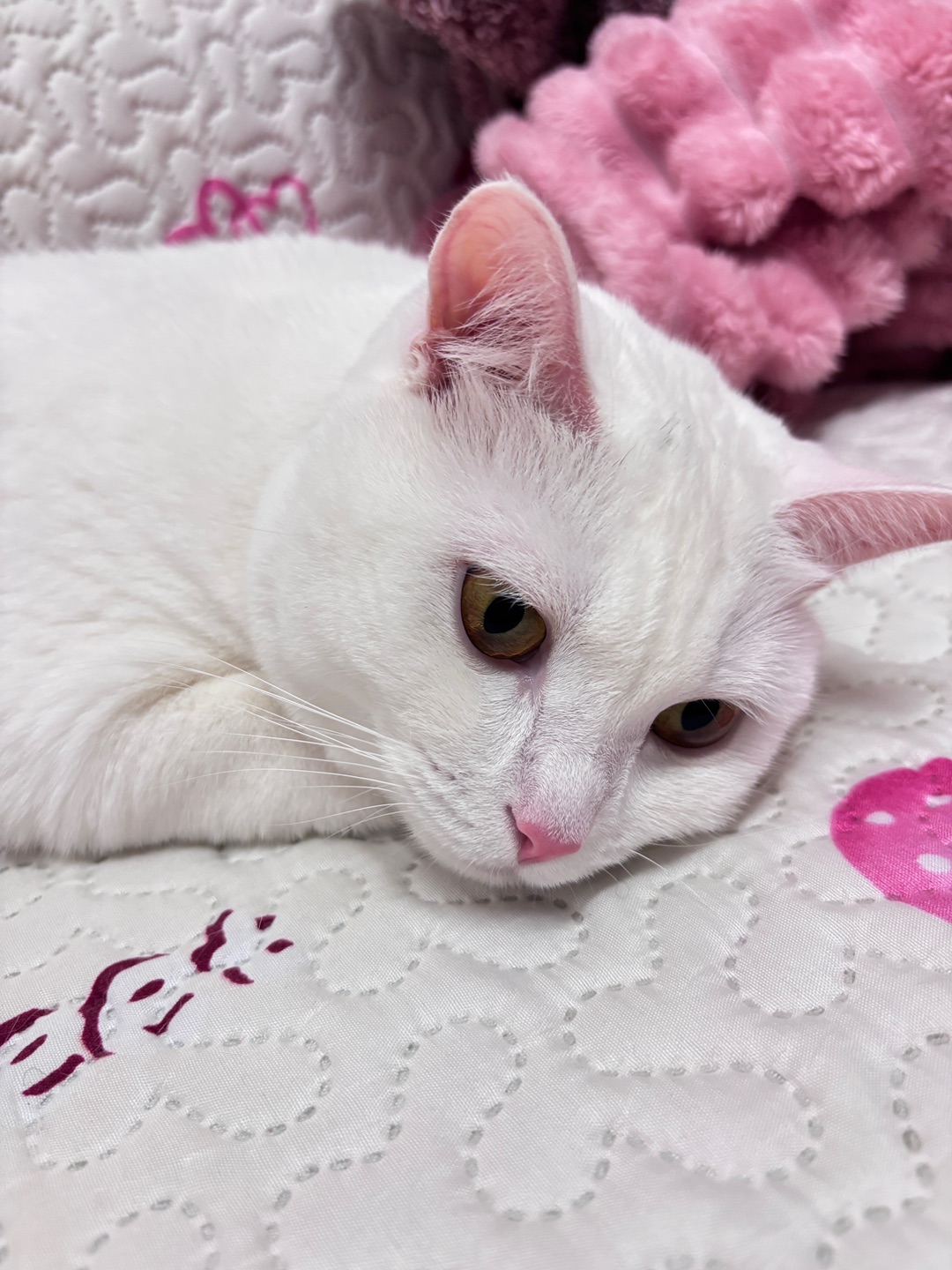 5.8惆怅猫猫