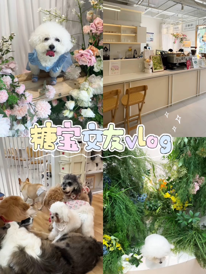 社恐小狗交友日记