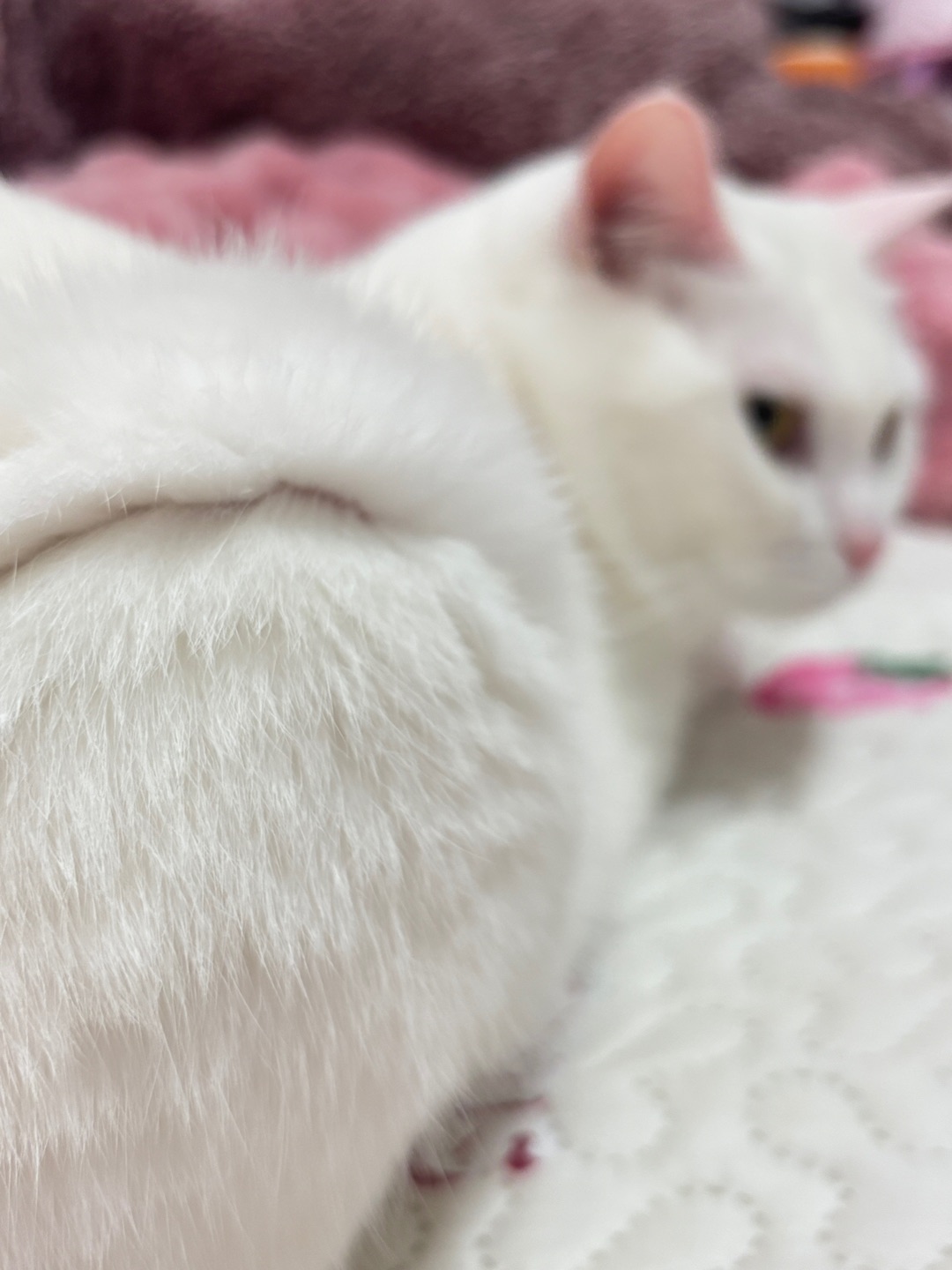 5.9拍局部猫