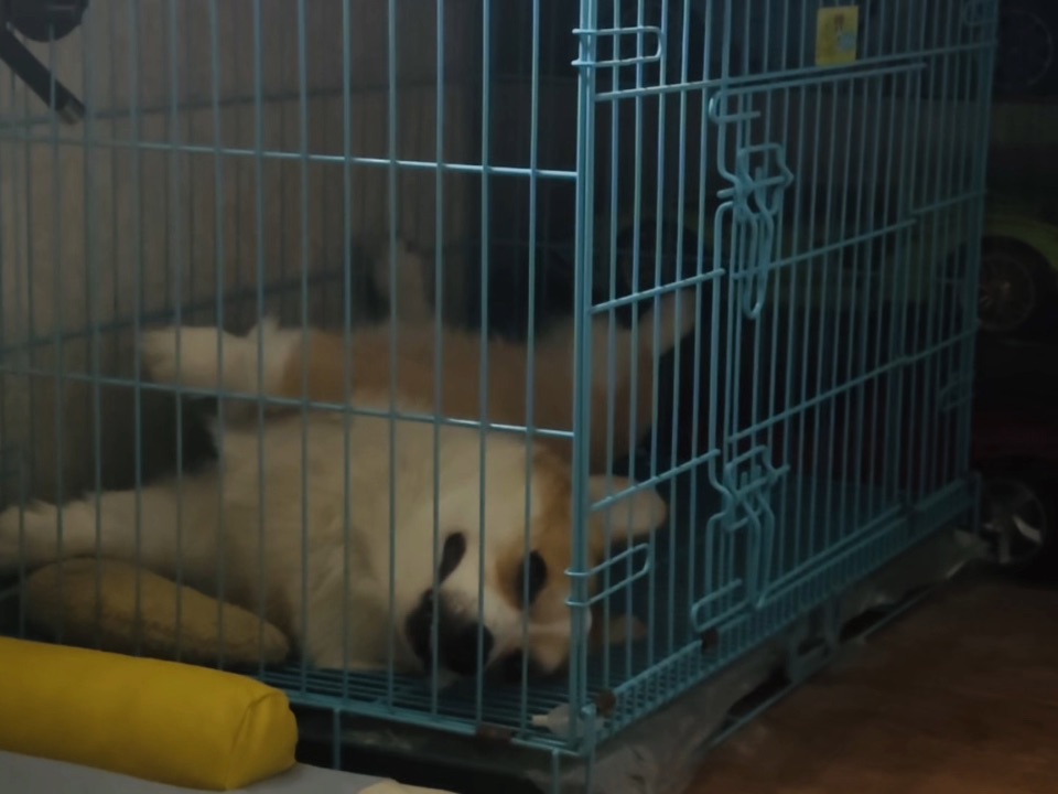 今天小母狗给我讲了个笑话