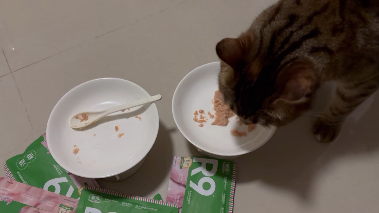 05.07哼 臭猫