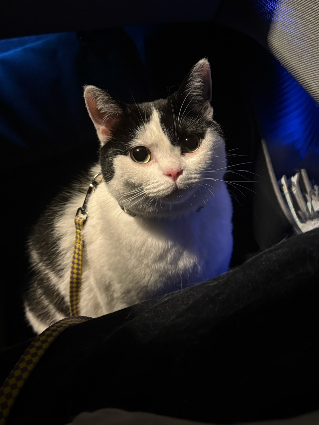 萌萌小猫坐车