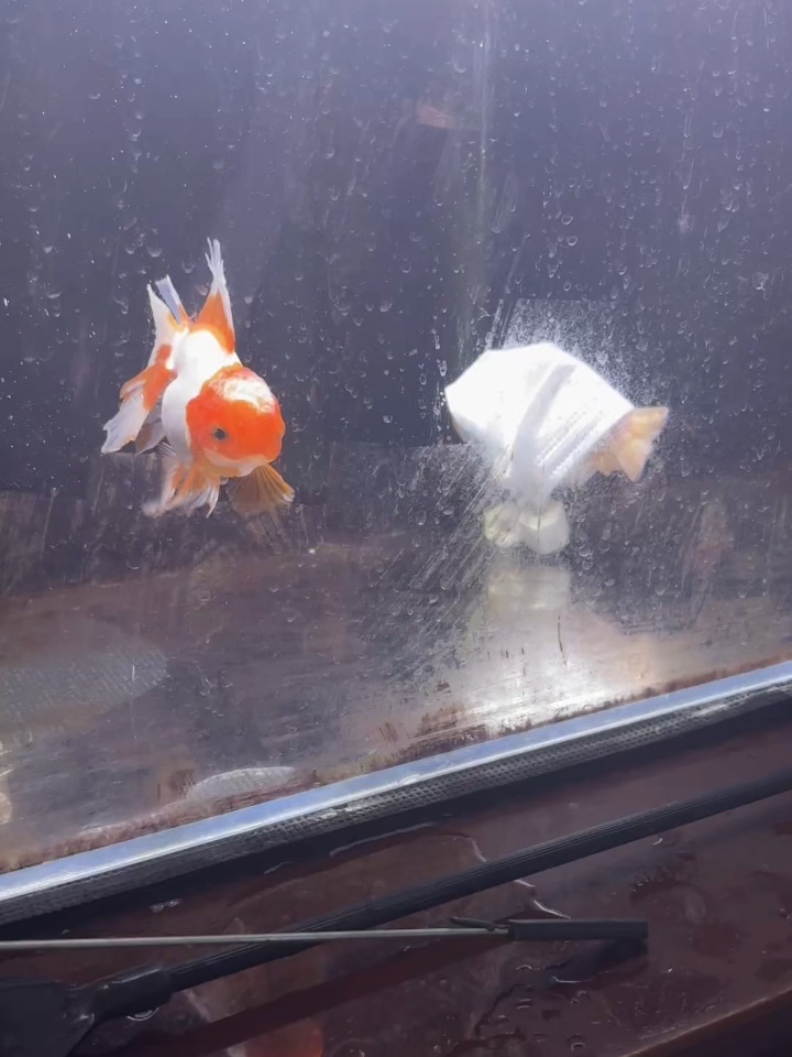 🐟失瞟了
