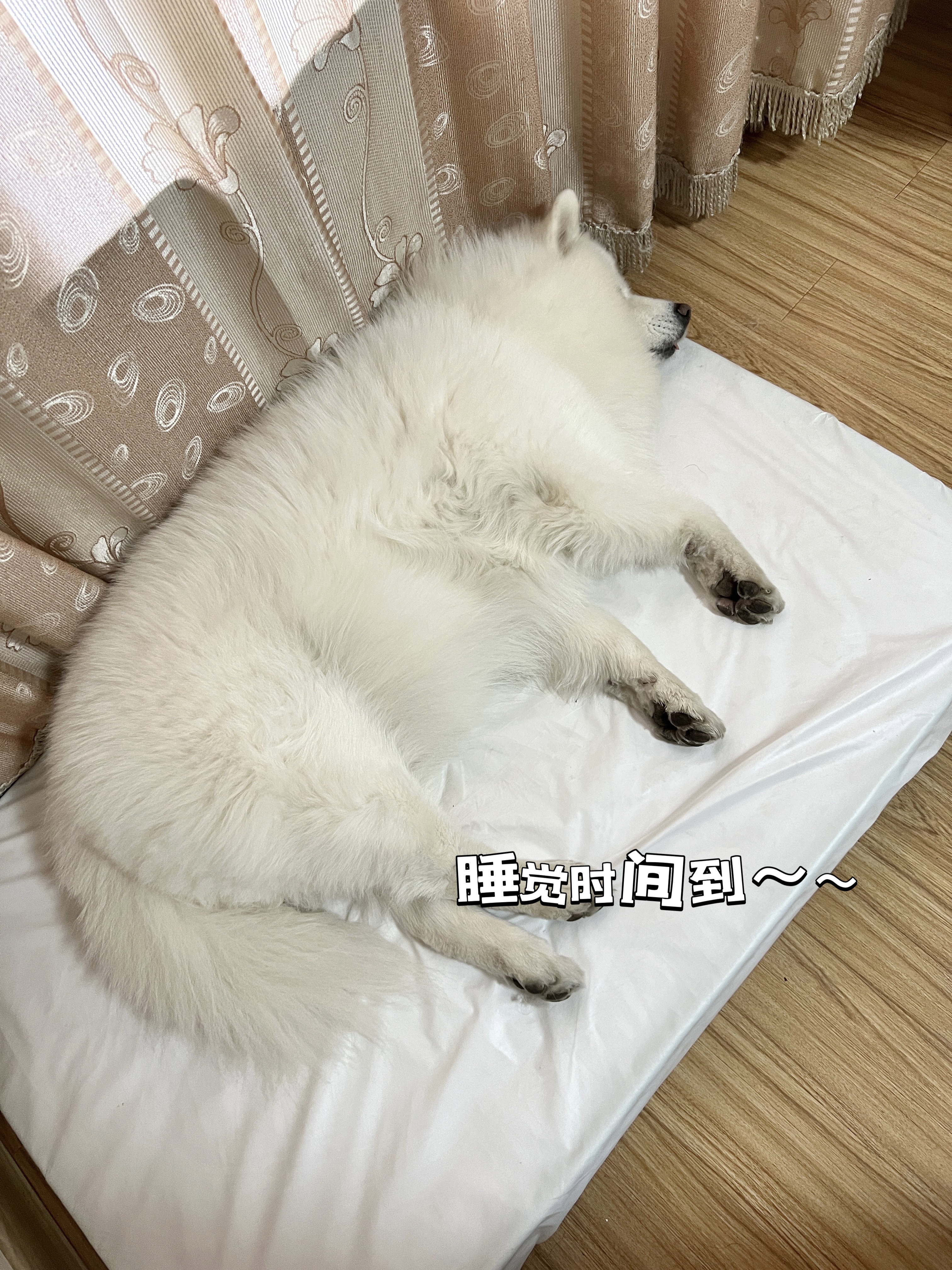 小猪猪来喽~