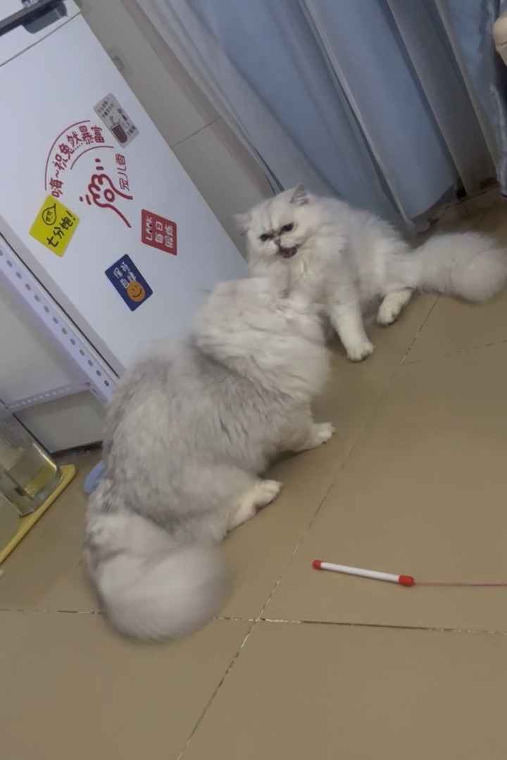 打架斗殴