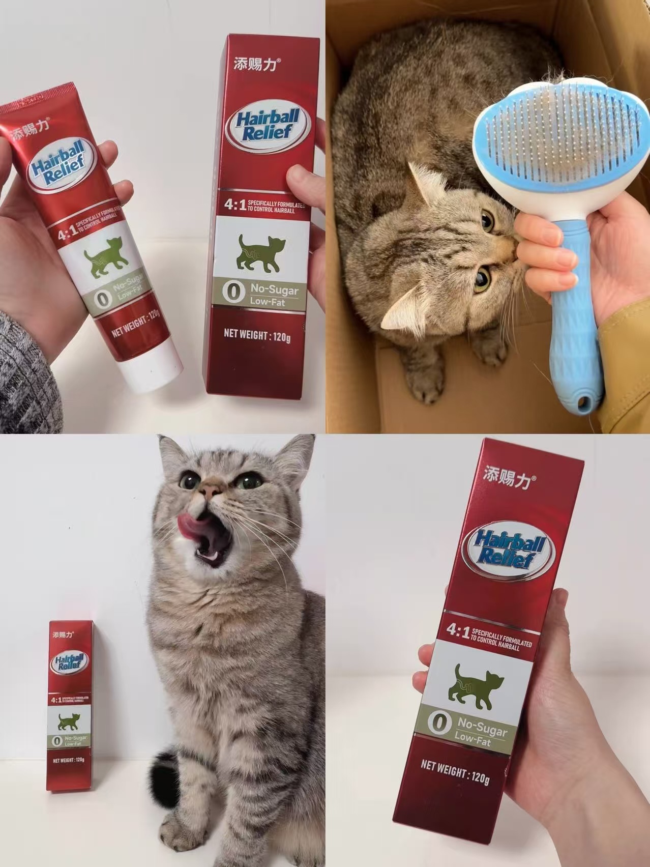 蒲公英小猫的福音