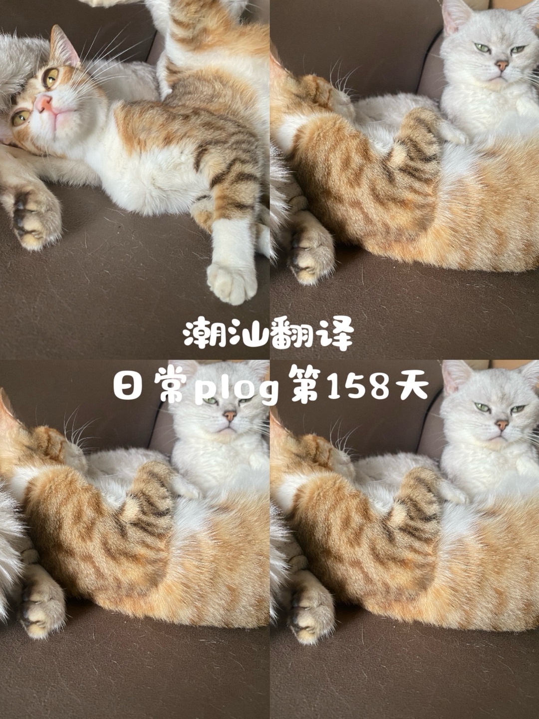 游戏是我短暂的精神避难所