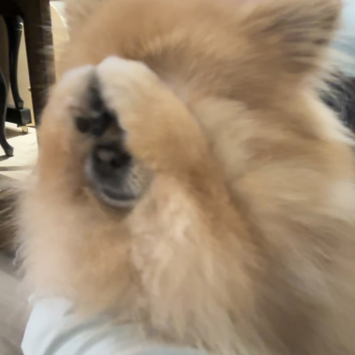 谁家小狗这么会洗脸✧⁺⸜(●˙▾˙●)⸝⁺✧