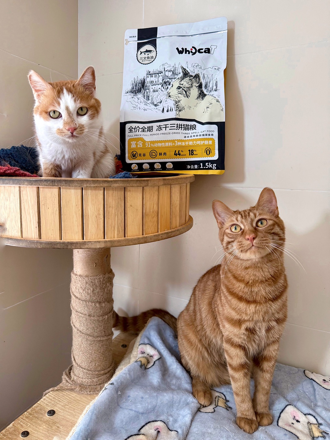 618又又又续购了whycat猫粮…
