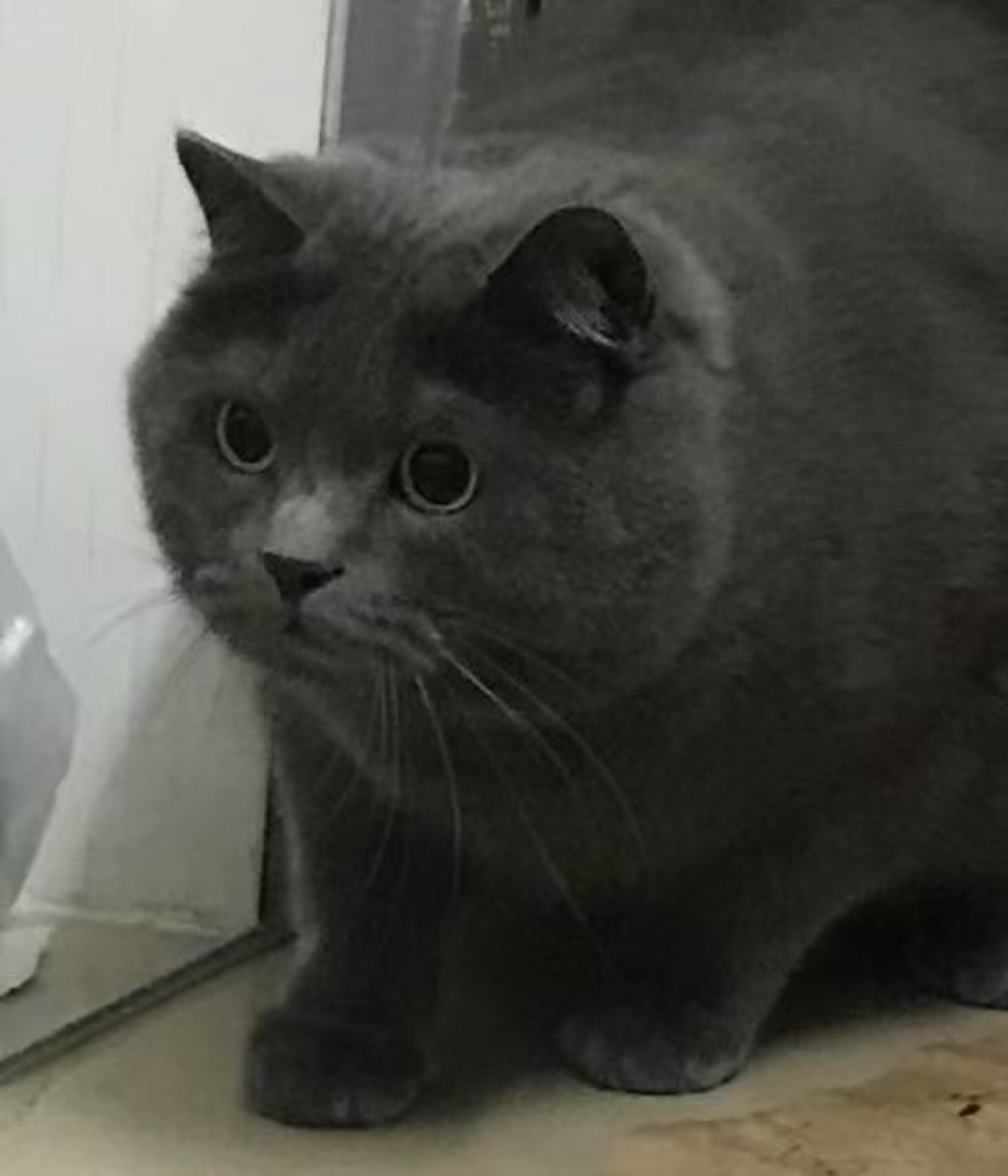 眼睛瞪得像铜铃🔔