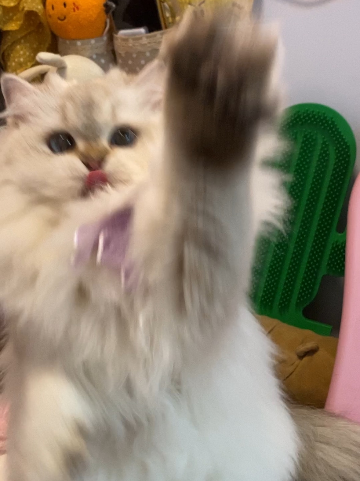 撒娇咪咪～