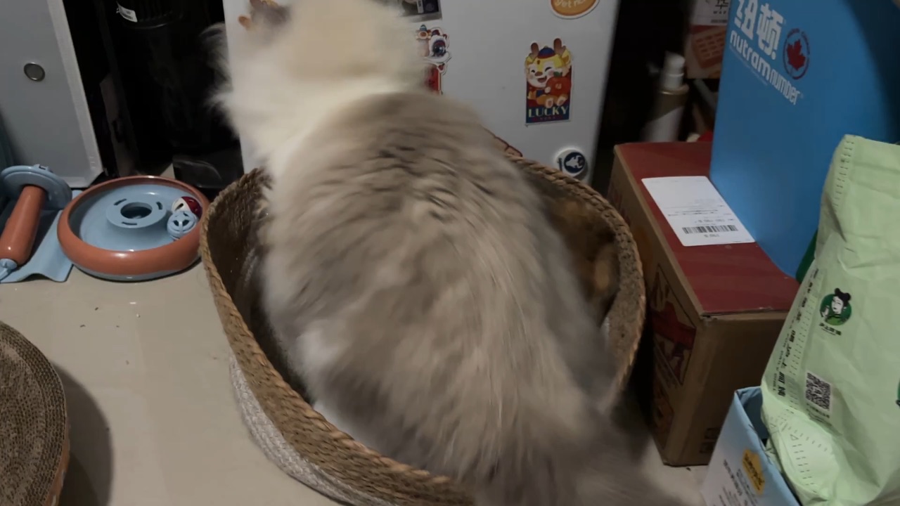 辣么大一只猫11