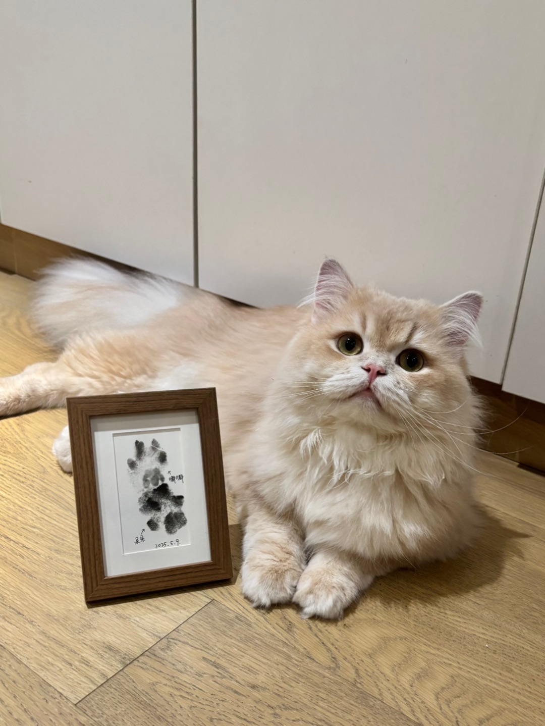 e猫在此 右滑解锁i猫