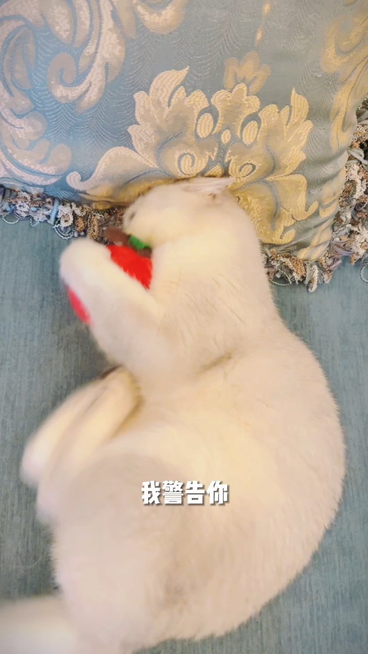 蒲公英的约定又来了