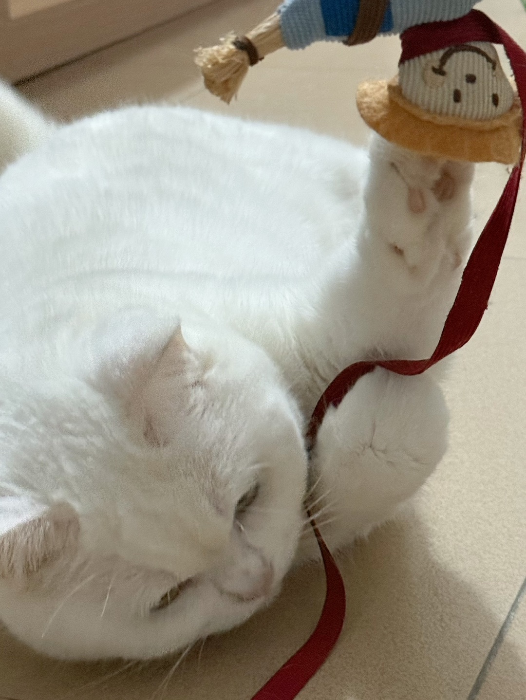 ᵐⁱᵃº~猫