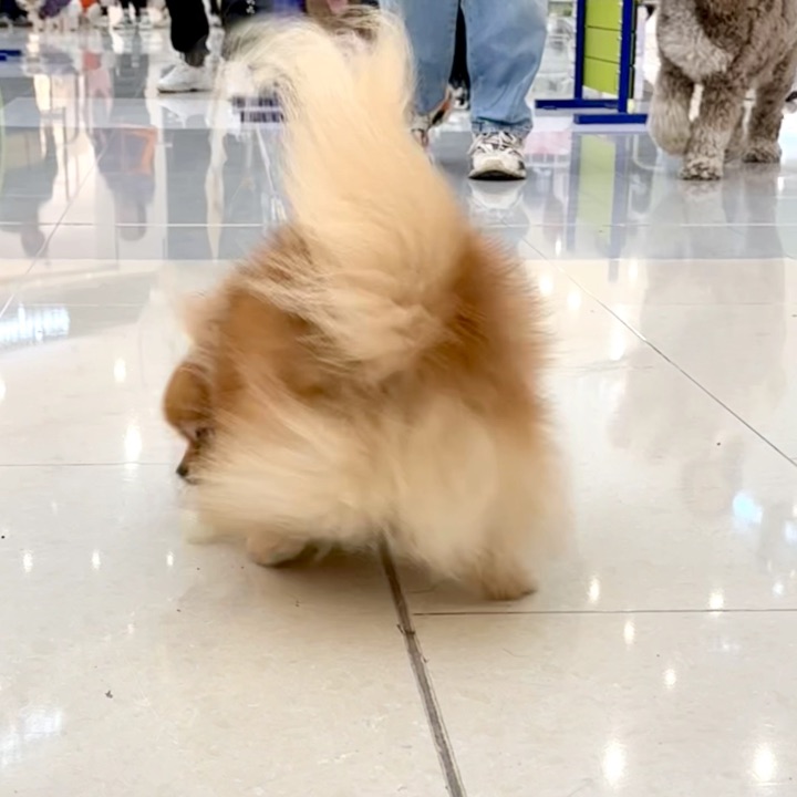 是Kongfu小狗！