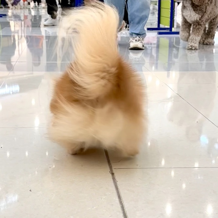 Kongfu小狗🐕
