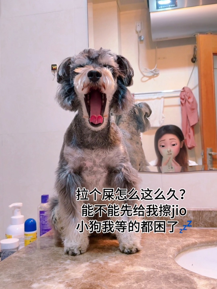 能不能先把小狗我放下来？