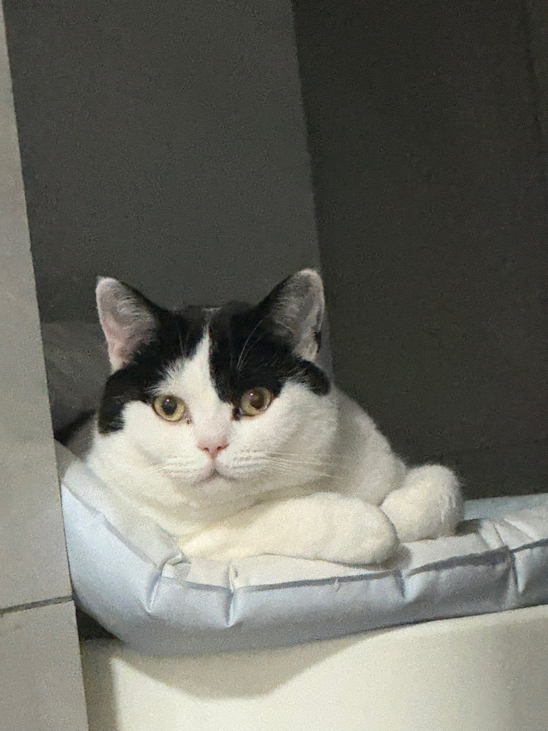 爱观察的小猫