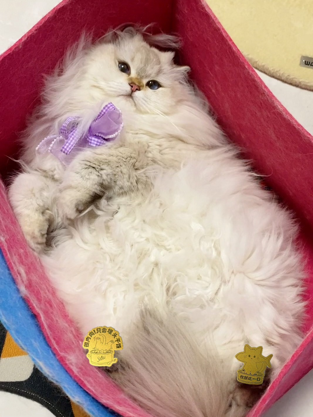 小猫也是富贵起来了，小脚丫都贴金啦！