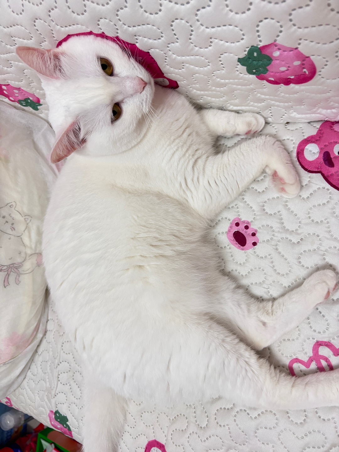 5.16忧郁猫